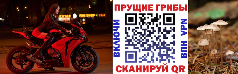 Псилоцибиновые грибы GOLDEN TEACHER  блэк спрут как войти  Николаевск 